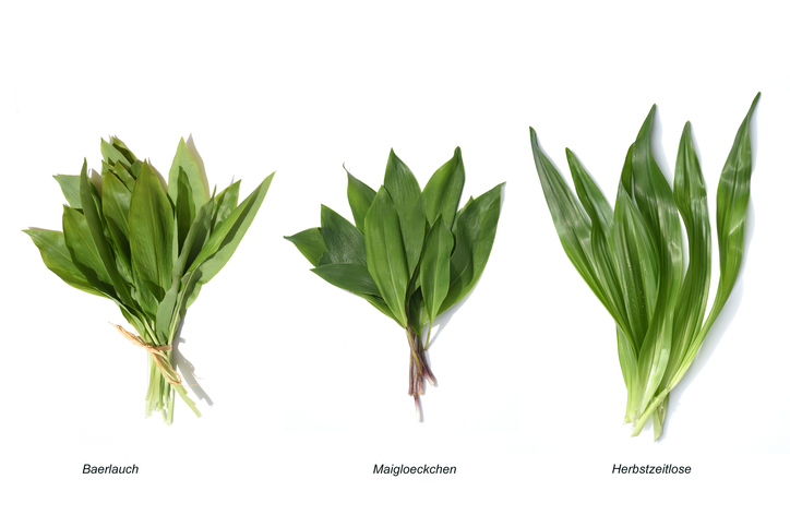 Blätter Bärlauch, Maiglöckchen, Herbstzeitlose