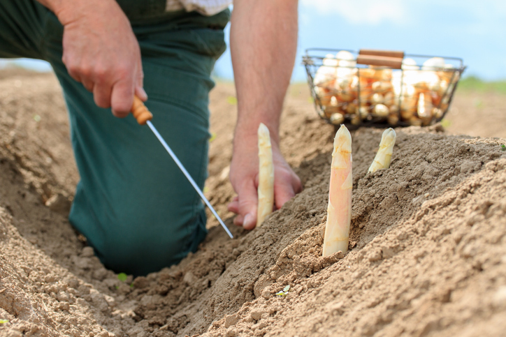 Spargel stechen