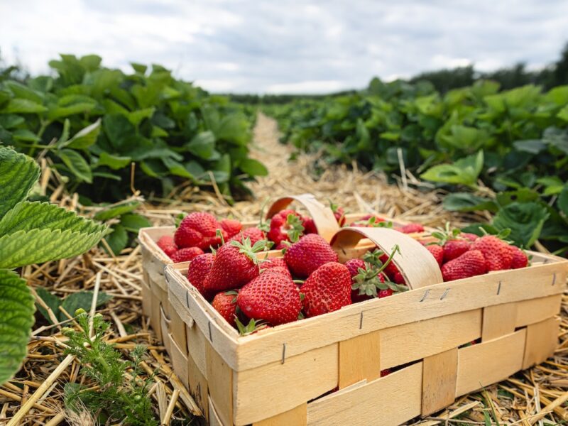 Erdbeeren pflücken in Südthüringen