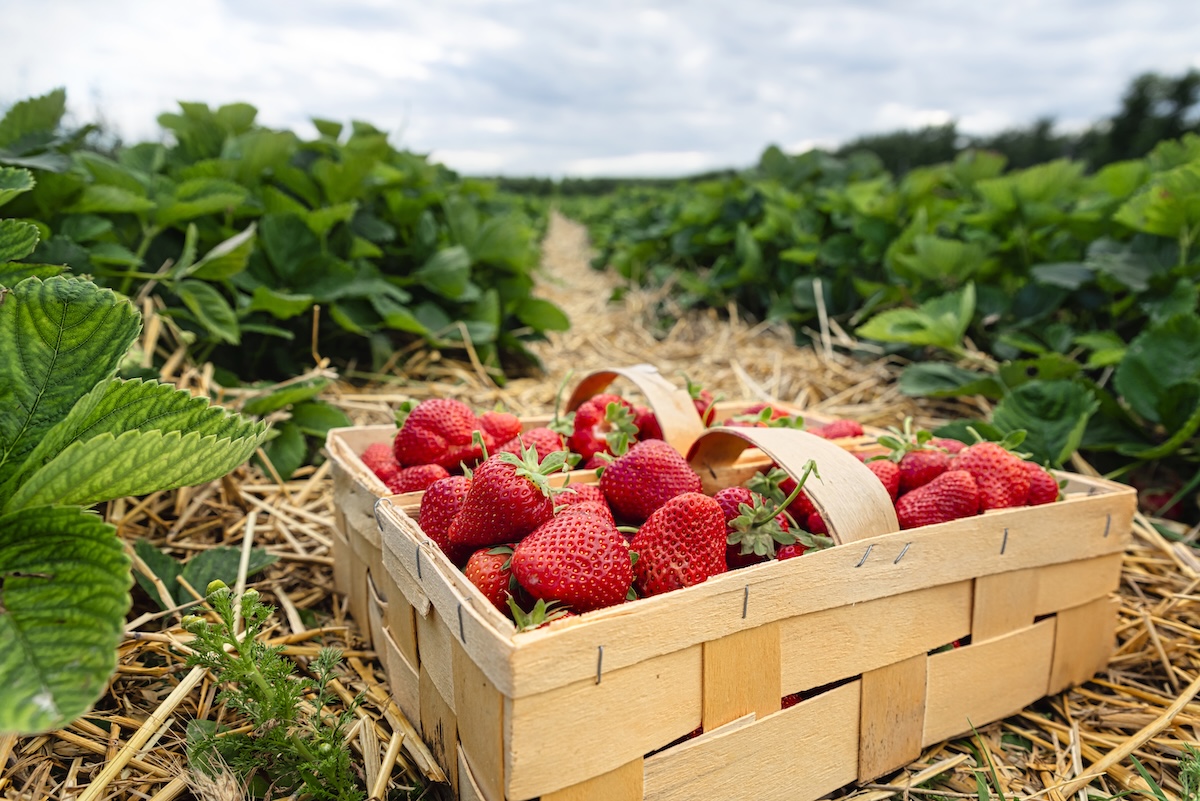 Erdbeeren pflücken in Südthüringen