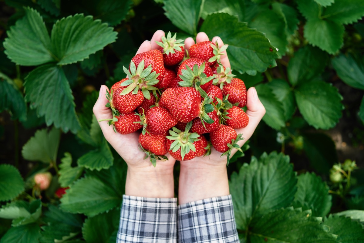 Handvoll frische Erdbeeren